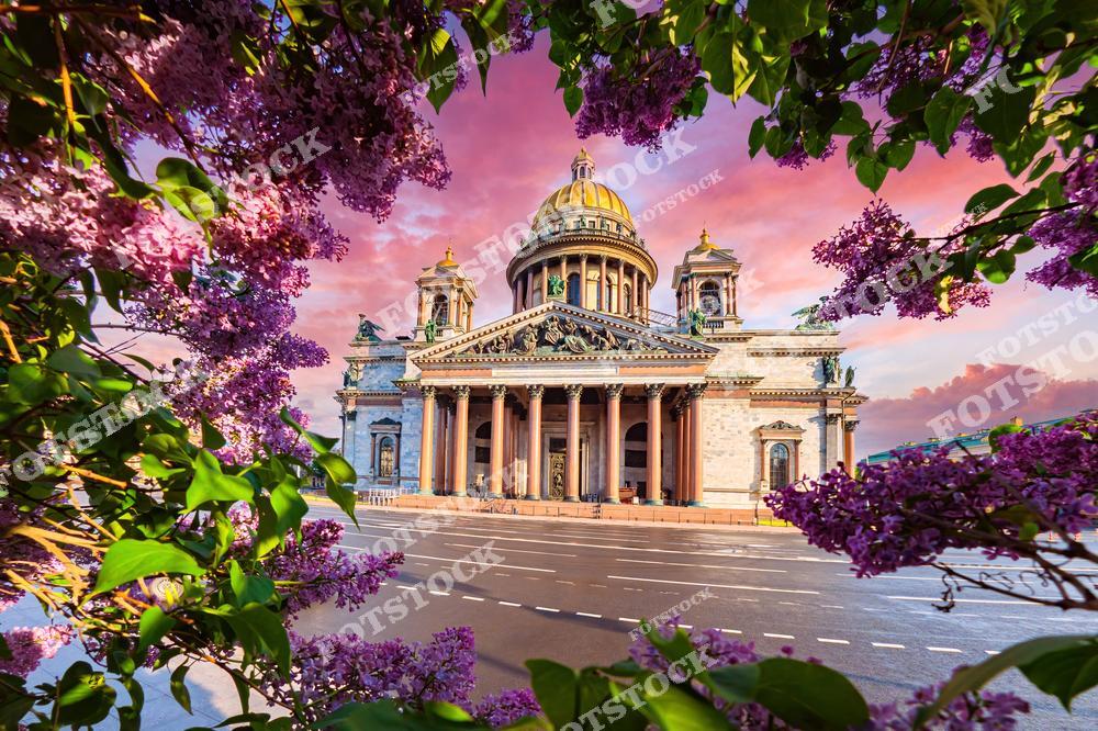 На фотографии изображен Исаакиевский собор, окруженный цветущей сиренью, которая образует живописную рамку. Закатное небо с мягкими розовыми и оранжевыми оттенками подчеркивает величие архитектуры. Весенний пейзаж делает это место особенно притягательным для прогулок и фотографий. Золотой купол собора и колоннада создают впечатление величия и гармонии.